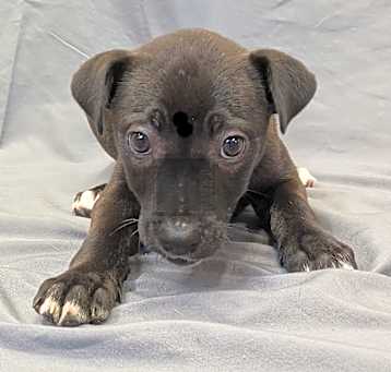 Photo of Snickers