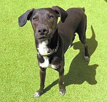 Photo of Auggy - PAWS