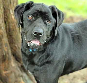 Photo of Midnight