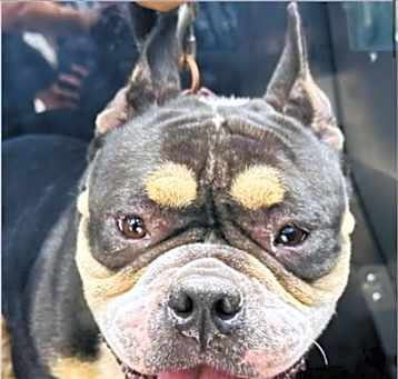 Photo of Onyx
