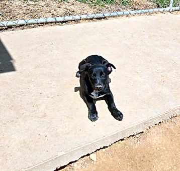 Photo of Oreo