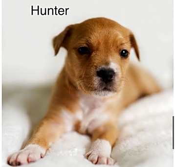 Photo of Hunter (Isabelle's pup)