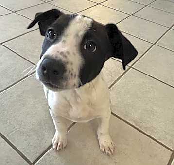 Photo of Shasta
