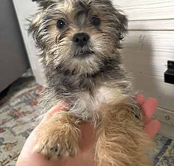 Photo of Boo