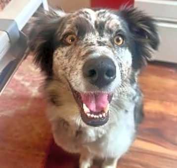 Photo of Nitro