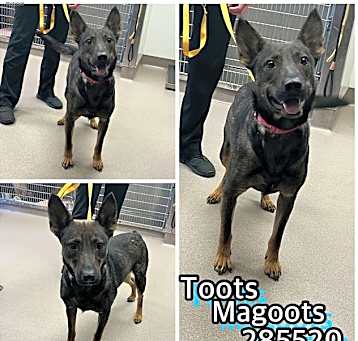 Photo of TOOTS MAGOOTS