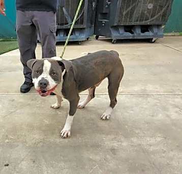 Photo of Boomer