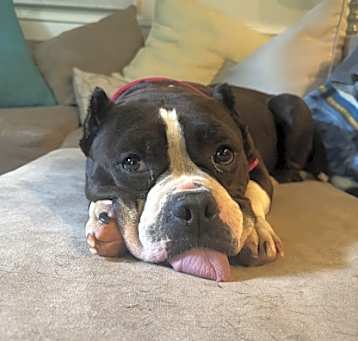 Photo of Rollie