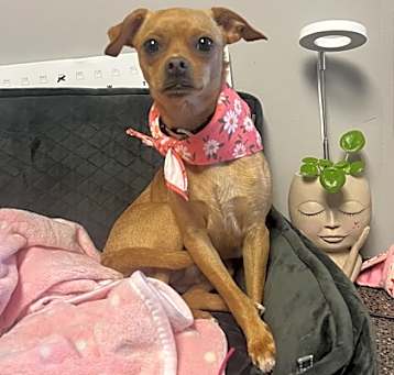 Photo of Lola