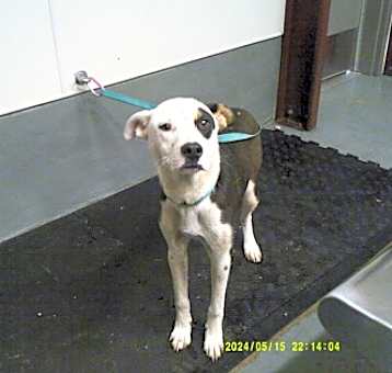 Photo of Diamante