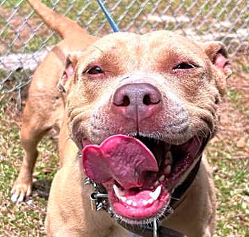 Photo of Nala (HW+)