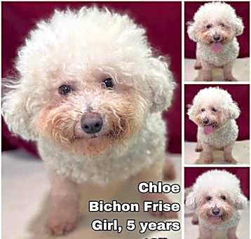Photo of Chloe from Korea