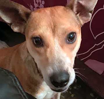 Photo of Missy
