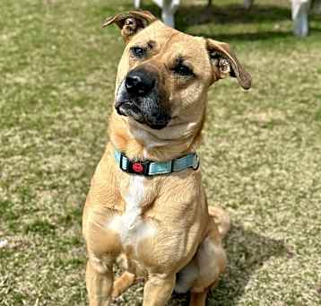 Photo of Odie