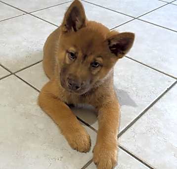 Photo of Teddy