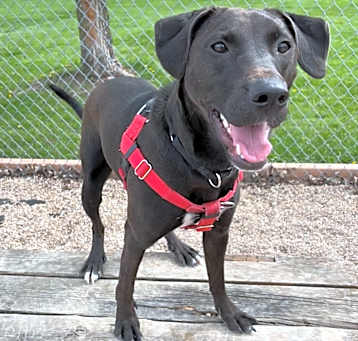 Photo of Basil