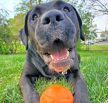 Photo of Rocky