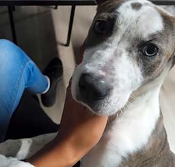 Photo of Xena