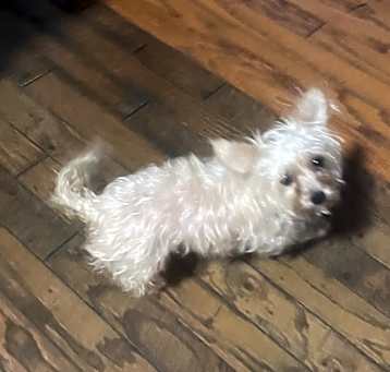 Photo of Princess