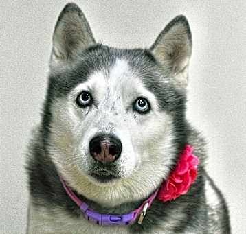 Photo of Khaleesi
