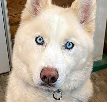 Photo of Koda