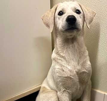 Photo of Bo