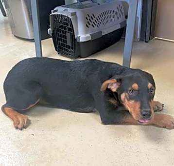 Photo of Diesel