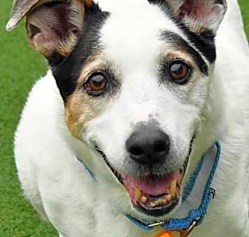 Photo of Lucky