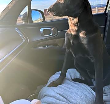Photo of Dobby