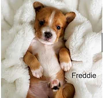 Photo of Freddie (Isabelle's pup)