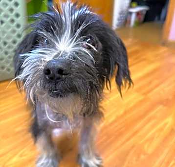 Photo of Apollo