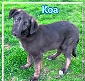 Photo of Koa