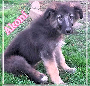 Photo of Akoni