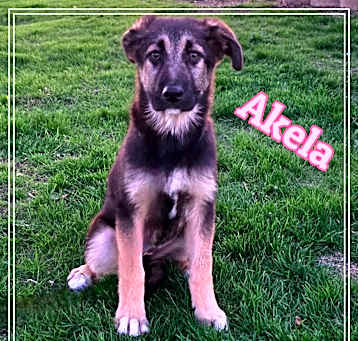 Photo of Akela