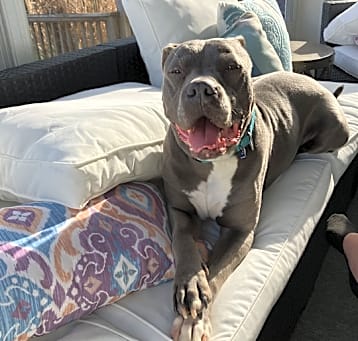 Photo of Duke - In Foster