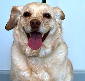 Photo of Marley