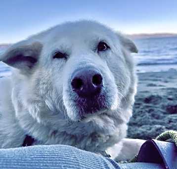 Photo of Odie