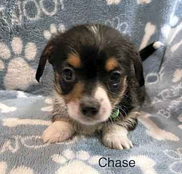 Photo of Chase