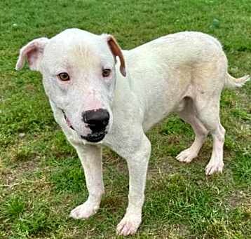 Photo of BUSTER
