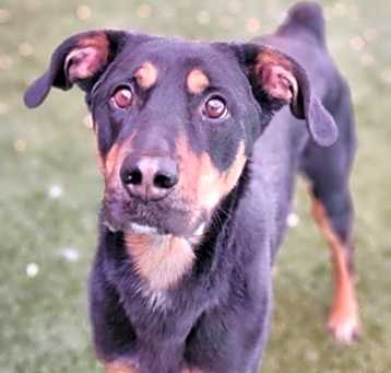 Photo of Rusty