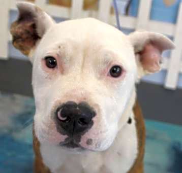 Photo of Richie URGENT HELP NEEDED!