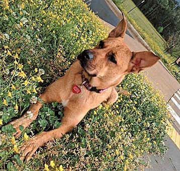 Photo of Misty
