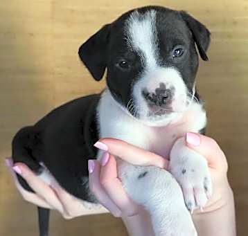Photo of Wishbone