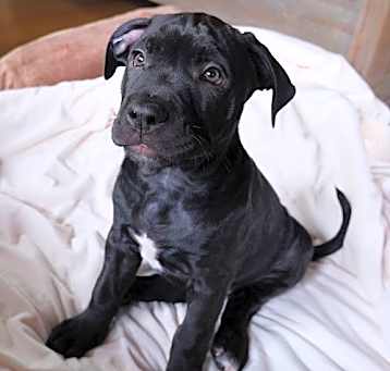 Photo of Stitch