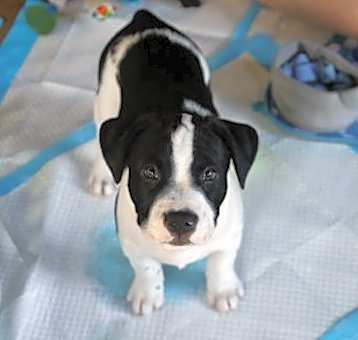 Photo of Spot