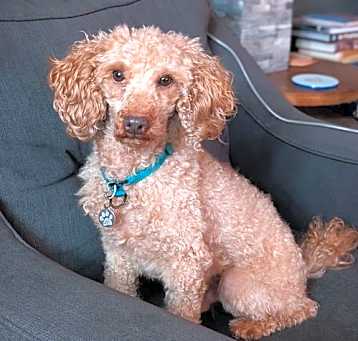 Photo of Wookie