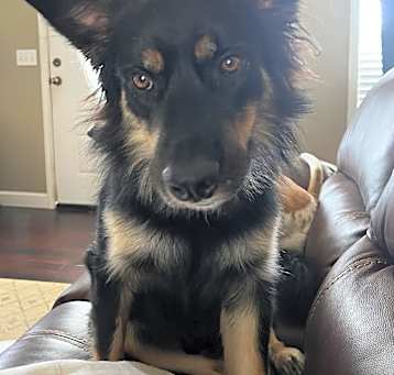 Photo of Bo