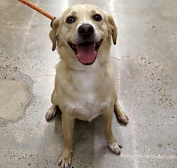 Photo of Scooter
