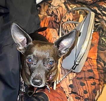 Photo of Ruby