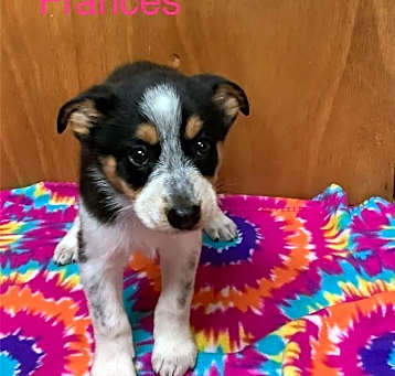 Photo of Frances